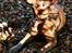 Blanding af racer Freja - Dogue de Bordeaux, Rottweiler, Cane Corso