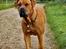 Blanding af racer Freja - Dogue de Bordeaux, Rottweiler, Cane Corso