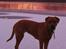Blanding af racer Freja - Dogue de Bordeaux, Rottweiler, Cane Corso
