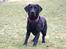 Labrador retriever Enya - 31012019