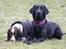Labrador retriever Enya - 31012019