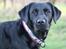 Labrador retriever Enya - 14012019