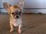 Chihuahua Baloo 