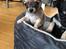 Chihuahua Baloo 