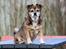 Blanding af racer Lilly - Lilly knap 15 år - *8/2-2019*