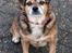 Blanding af racer Lilly - Lilly knap 15 år - *8/2-2019*