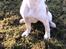 Leavitt Bulldog Endless bulldog mister sticht