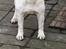 Leavitt Bulldog Endless bulldog mister sticht