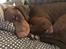 Dobermann RD Attractive Anastacia