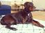 Dobermann RD Attractive Anastacia