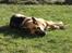 Schæferhund Sun - Himmelhund