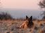 Schæferhund Sam - Himmelhund 