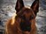 Schæferhund Sam - Himmelhund 