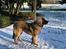 Leonberger Ozzy Osbourne