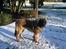 Leonberger Ozzy Osbourne