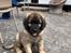 Leonberger Ozzy Osbourne