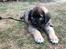 Leonberger Ozzy Osbourne