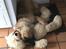 Leonberger Ozzy Osbourne