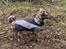 Blanding af racer Bella