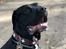 Blanding af racer Gonzo aka. Gunnar 