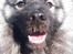 Keeshond Asdis - House of Keesgaard A Silver Past 