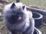 Keeshond Asdis - House of Keesgaard A Silver Past 