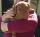 Dogue de bordeaux Hooch Junior