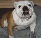 Engelsk bulldog Sonja