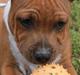 Staffordshire bull terrier Uzi
