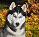 Siberian husky Mesmocan Lightning Ridge (Iza)