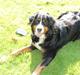 Berner sennenhund AnnaBella