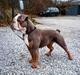 Olde english bulldogge Meniy
