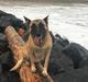 Malinois Bianca