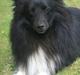 Shetland sheepdog Joey