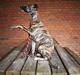 Whippet Galanta Whippets Colombine *Ciah*