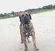Dogo canario Ducatti De Gran Campeador Can 
