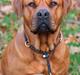 Blanding af racer Freja - Dogue de Bordeaux, Rottweiler, Cane Corso