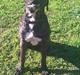 Blanding af racer Presa canario/rotweiller -Bella