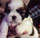 Shih tzu Holly (Wood)