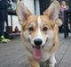 Welsh corgi pembroke Diesel