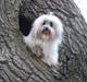 Coton de tulear King