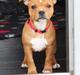 Staffordshire bull terrier * MOUSE *