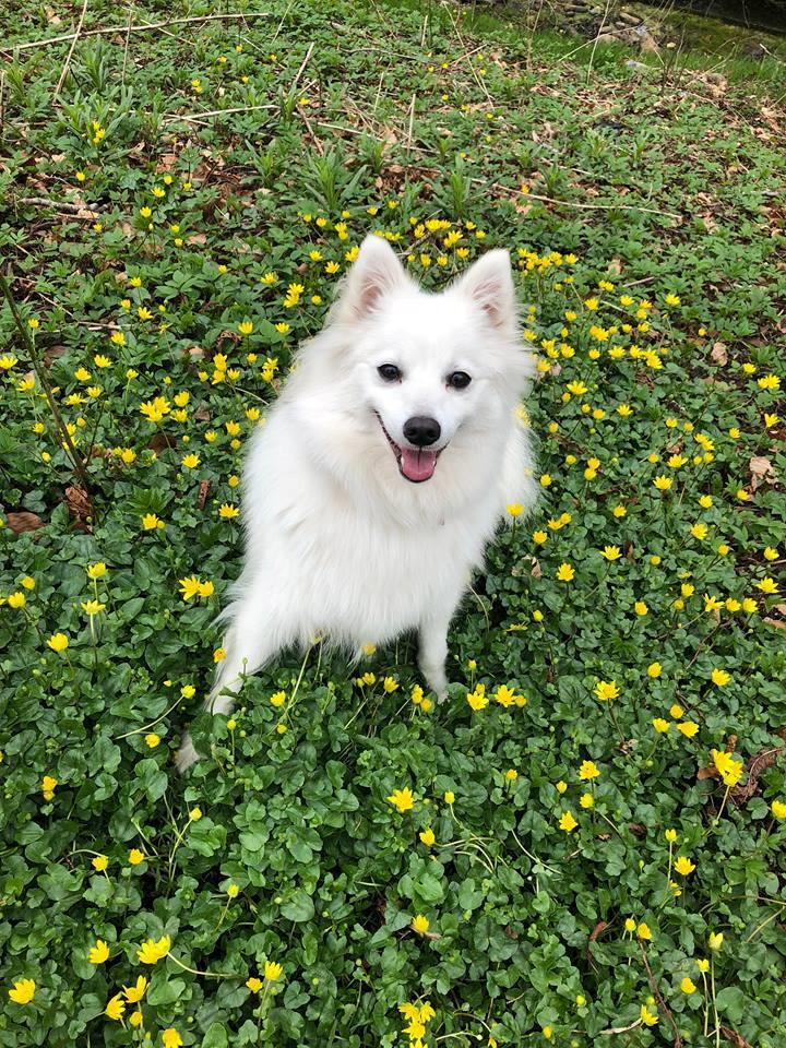 Japansk spids Aimi billede 1