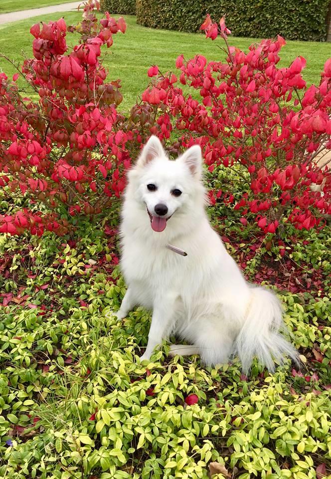 Japansk spids Aimi billede 2