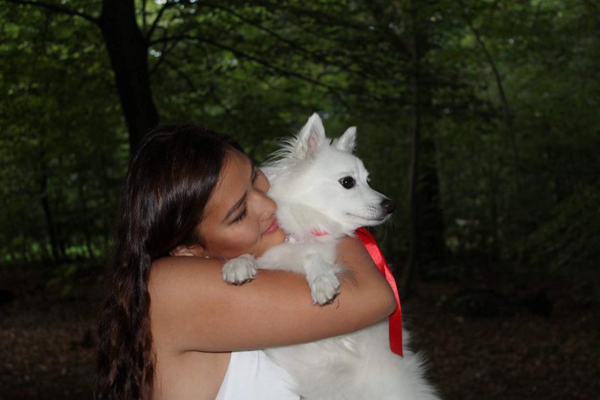 Japansk spids Aimi billede 8