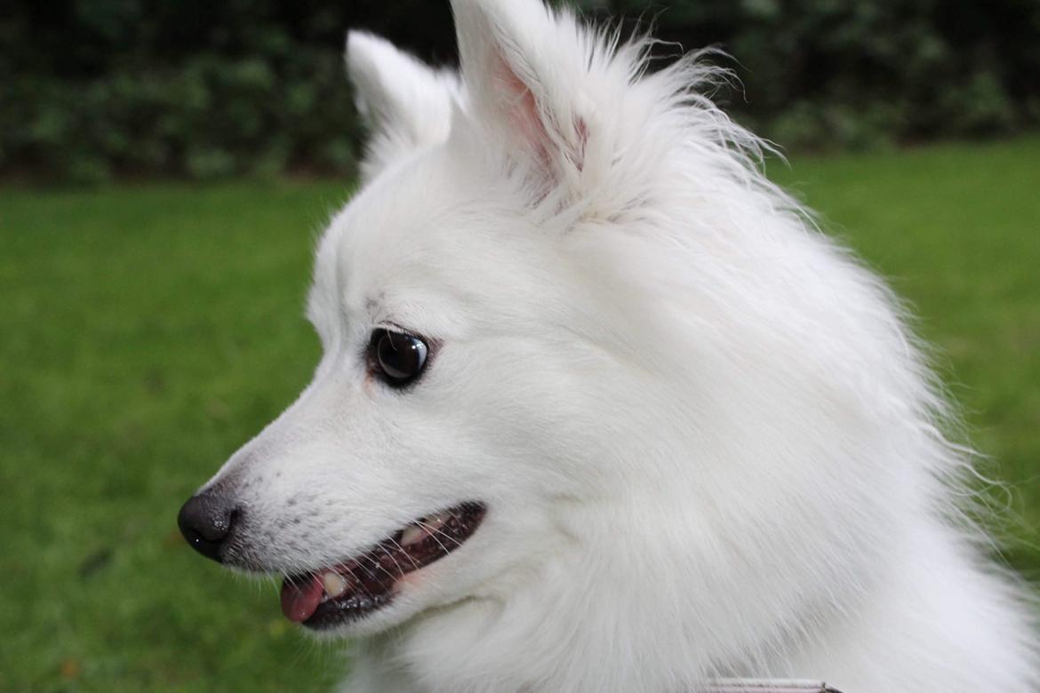 Japansk spids Aimi billede 11