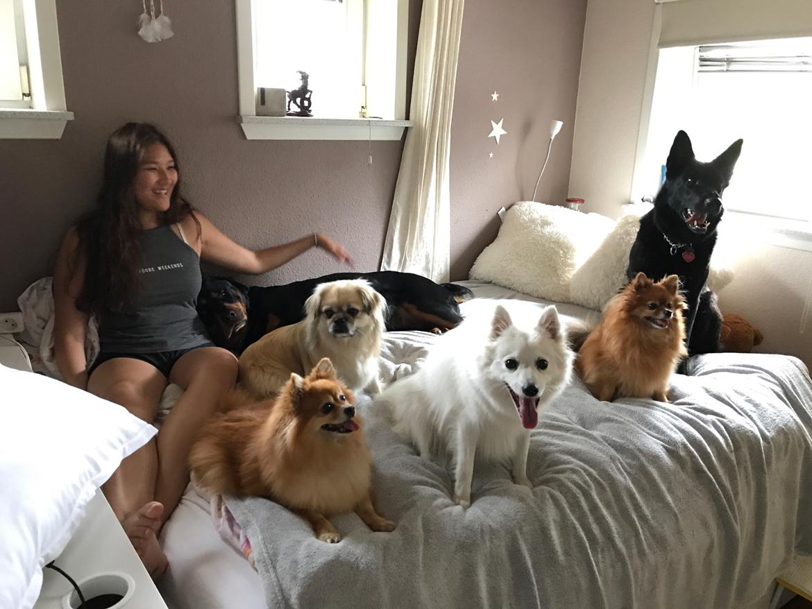 Japansk spids Aimi billede 23