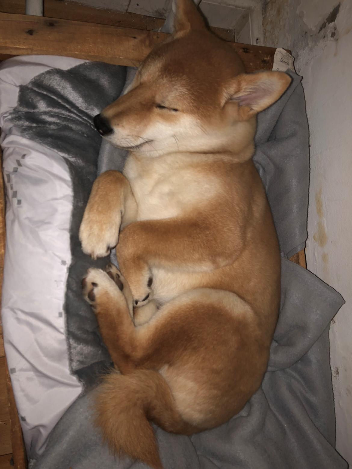 Shiba Astrid billede 3