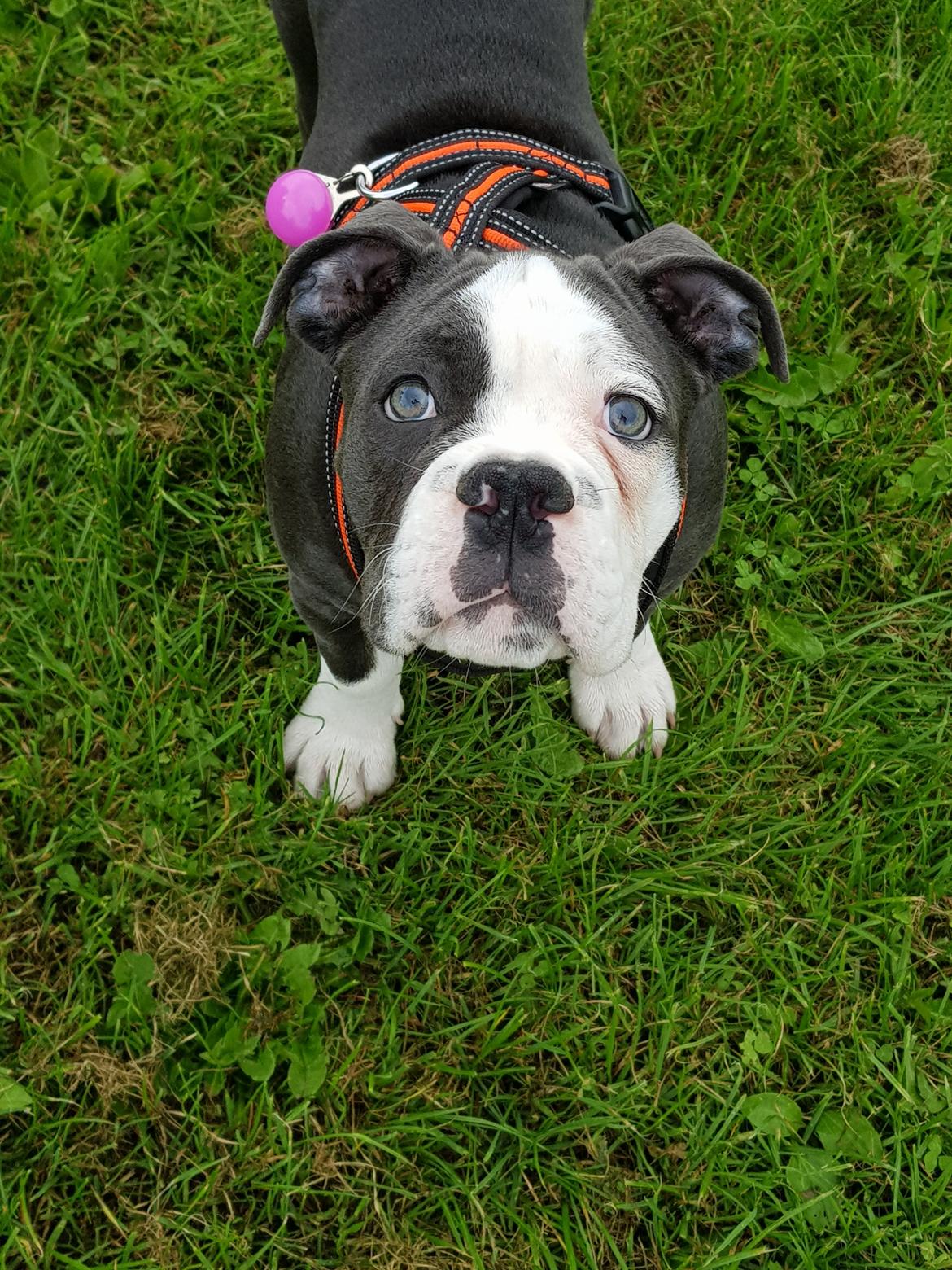 Olde english bulldogge Anvig By Phoenix Strawberry Diaqiri.   ( Alba ) billede 2