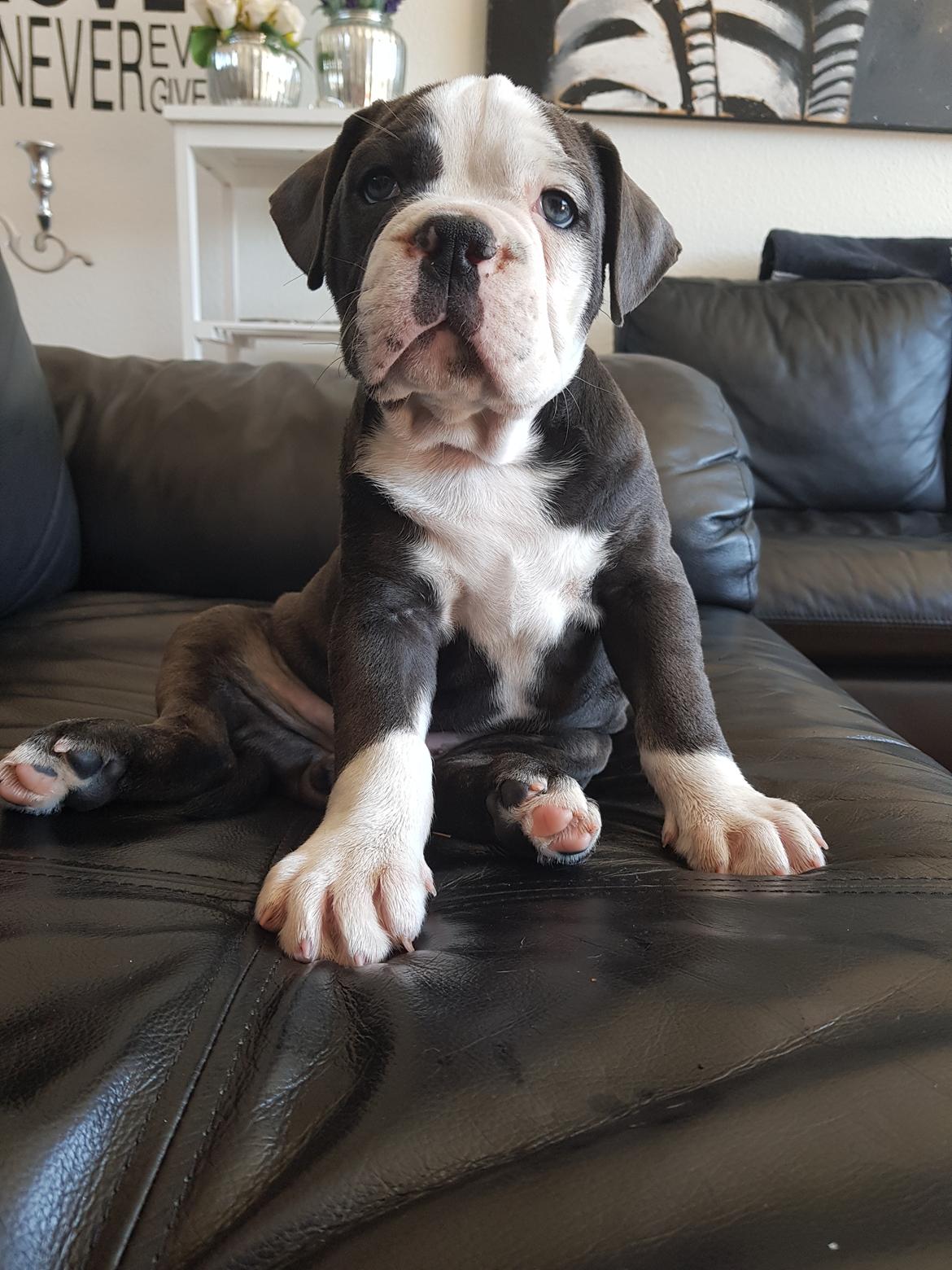 Olde english bulldogge Anvig By Phoenix Strawberry Diaqiri.   ( Alba ) billede 11